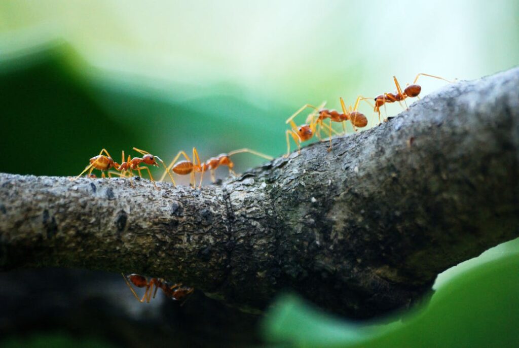 As formigas são animais invertebrados do grupo dos artrópodes.