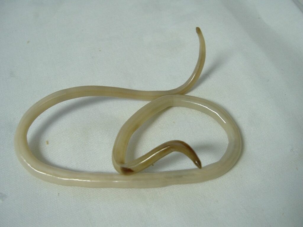 Imagem de uma lombriga, exemplo de nematelmintos e causadoras de uma das doenças mais comuns, a ascaridíase. 