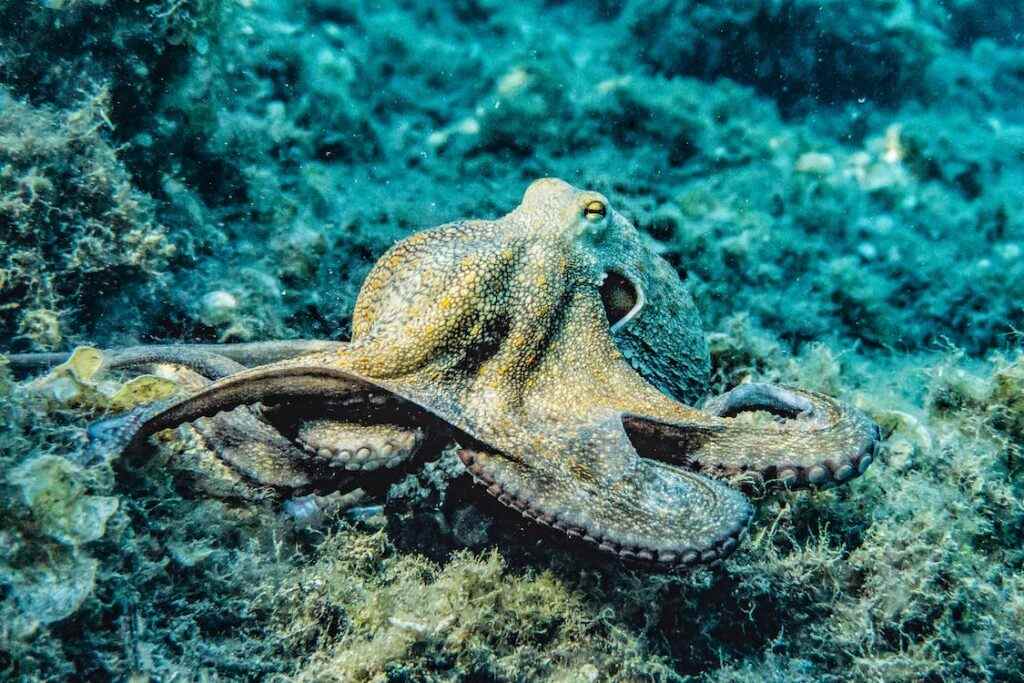 Os moluscos são animais de corpo mole que tem como uma das principais características a presença de conchas. Os polvos são um dos exemplos. Reprodução sexuada ou assexuada.